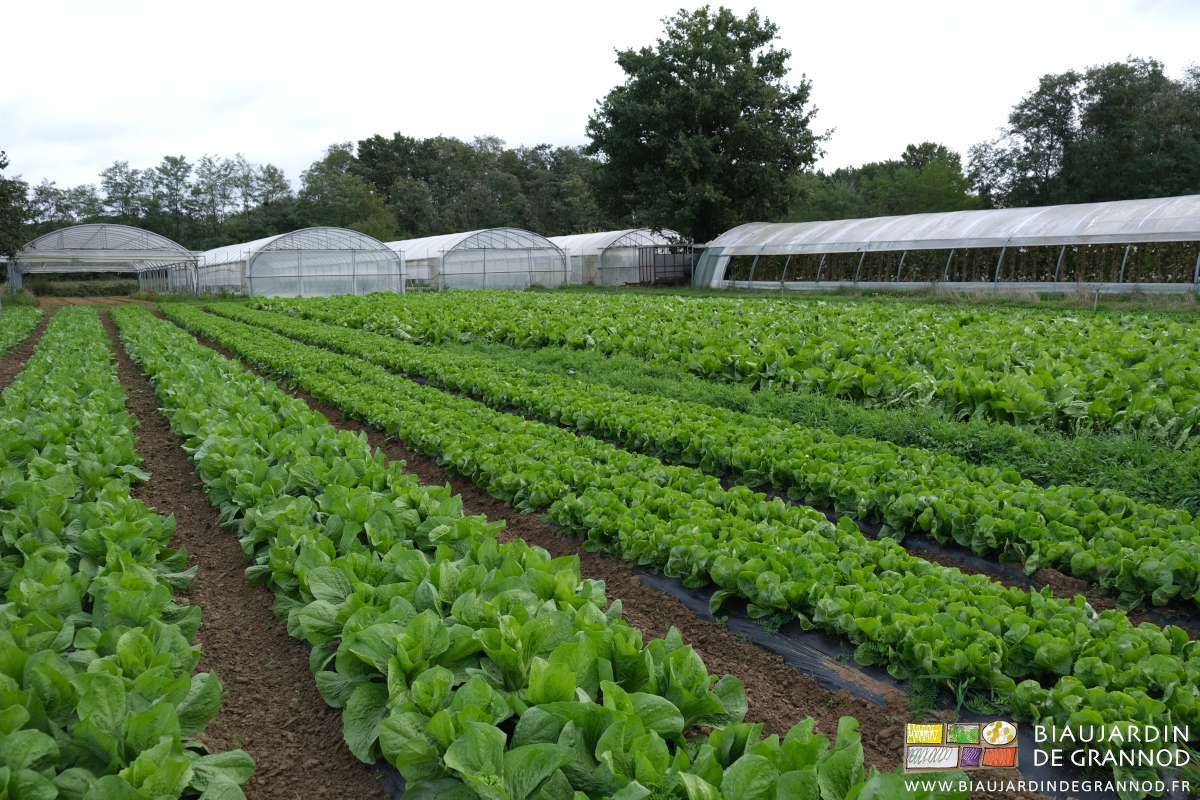 photo du carré de chicorée bien vertes sous la grisaille