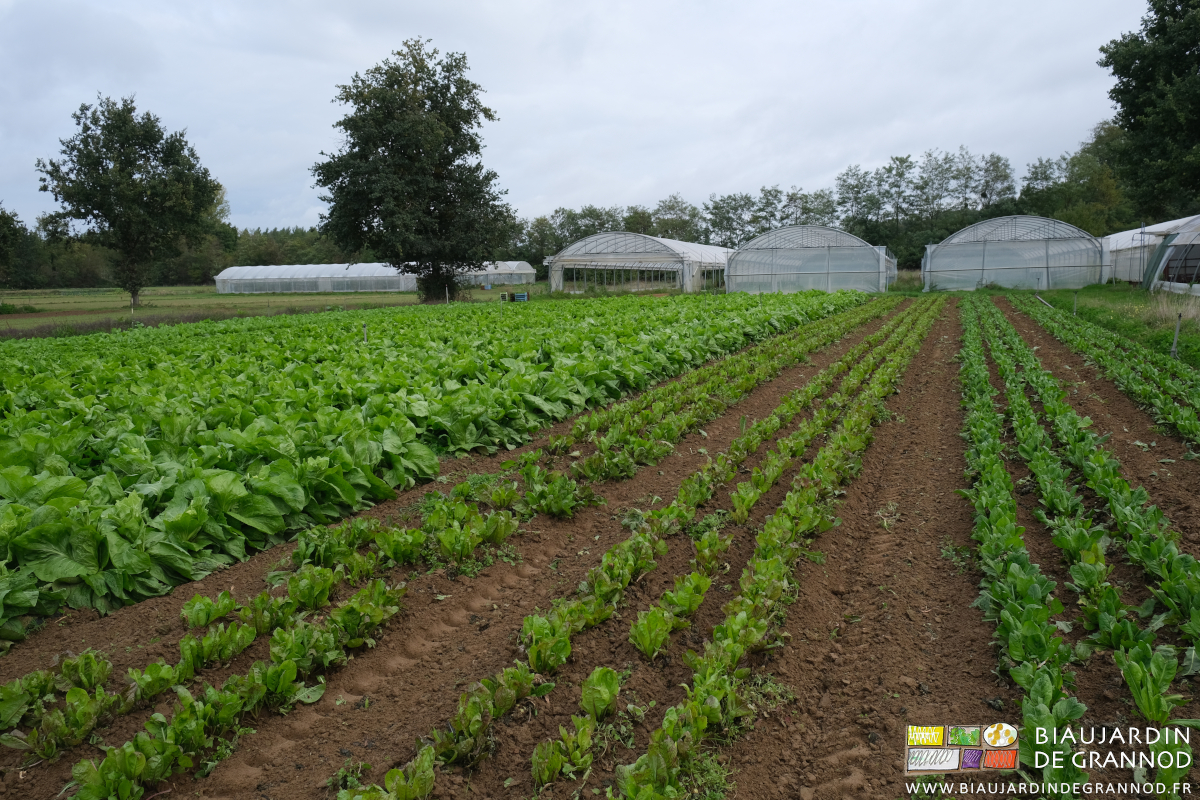 photo des rangs de chicorée rouge récemment binés