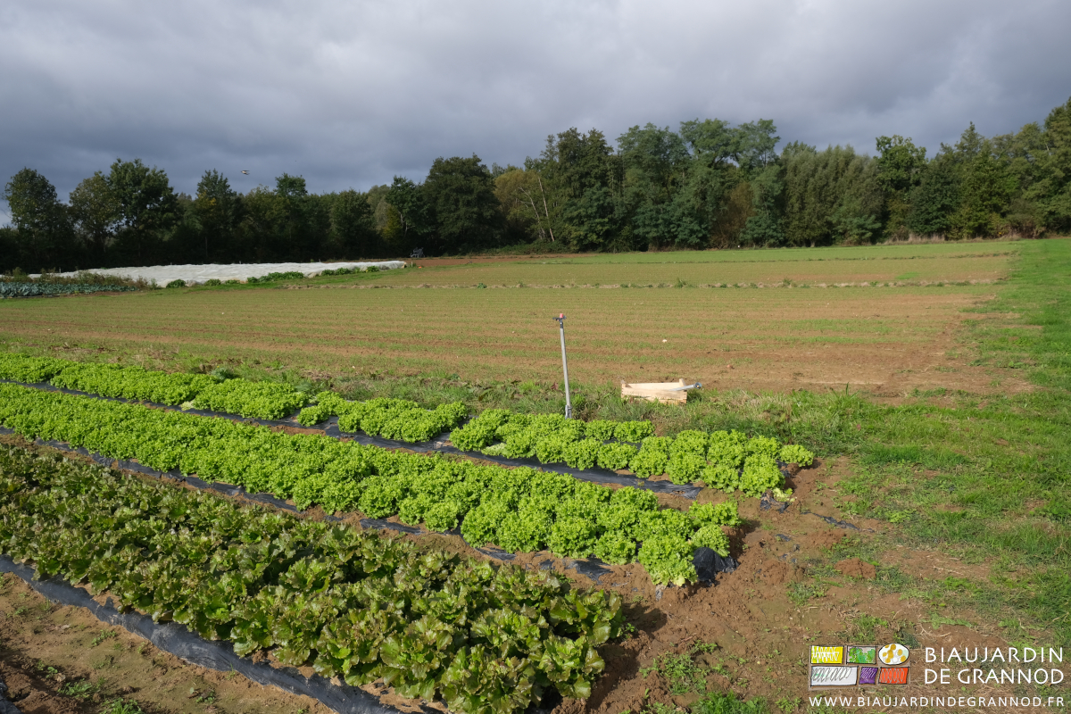 photo de salade, bocage et jeune engrais vert sous ciel gris menaçant la pluie