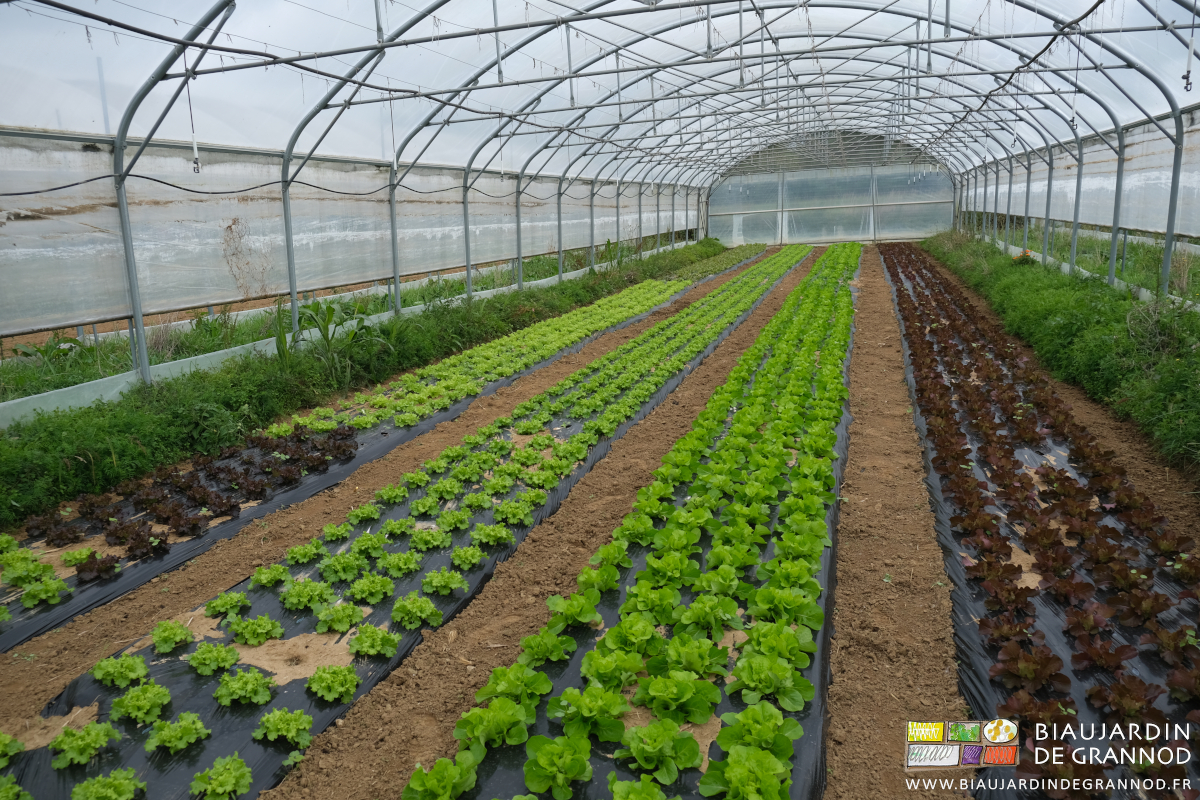 photo de laitues en cours de développement sous tunnel