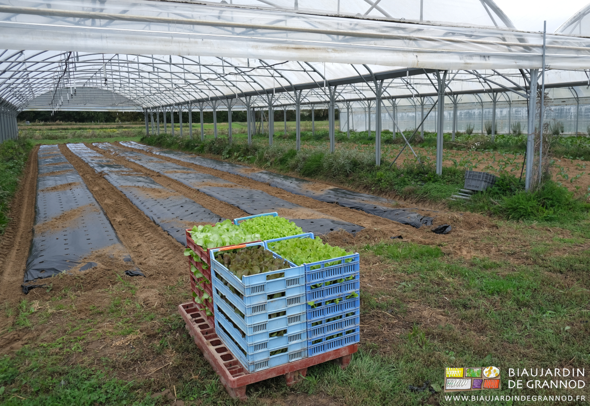 photo de la palette de caisses de mottes de salade devant le tunnel