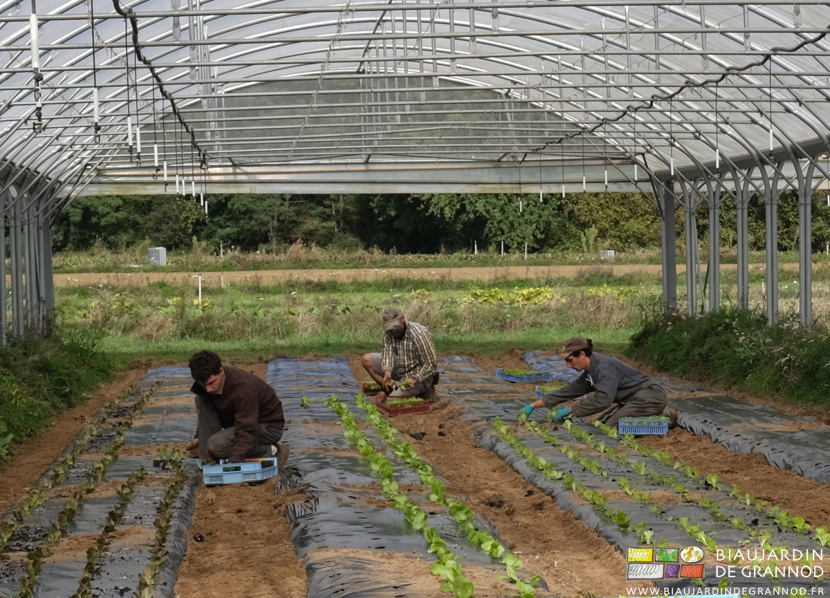 photo de 3 Biaux jardiniers accroupis à la plantation de laitue