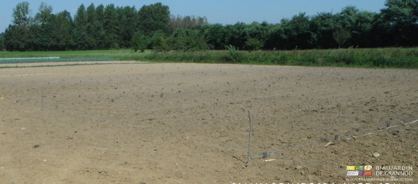 photo d'ensemble des pieds mis en place à la profondeur voule