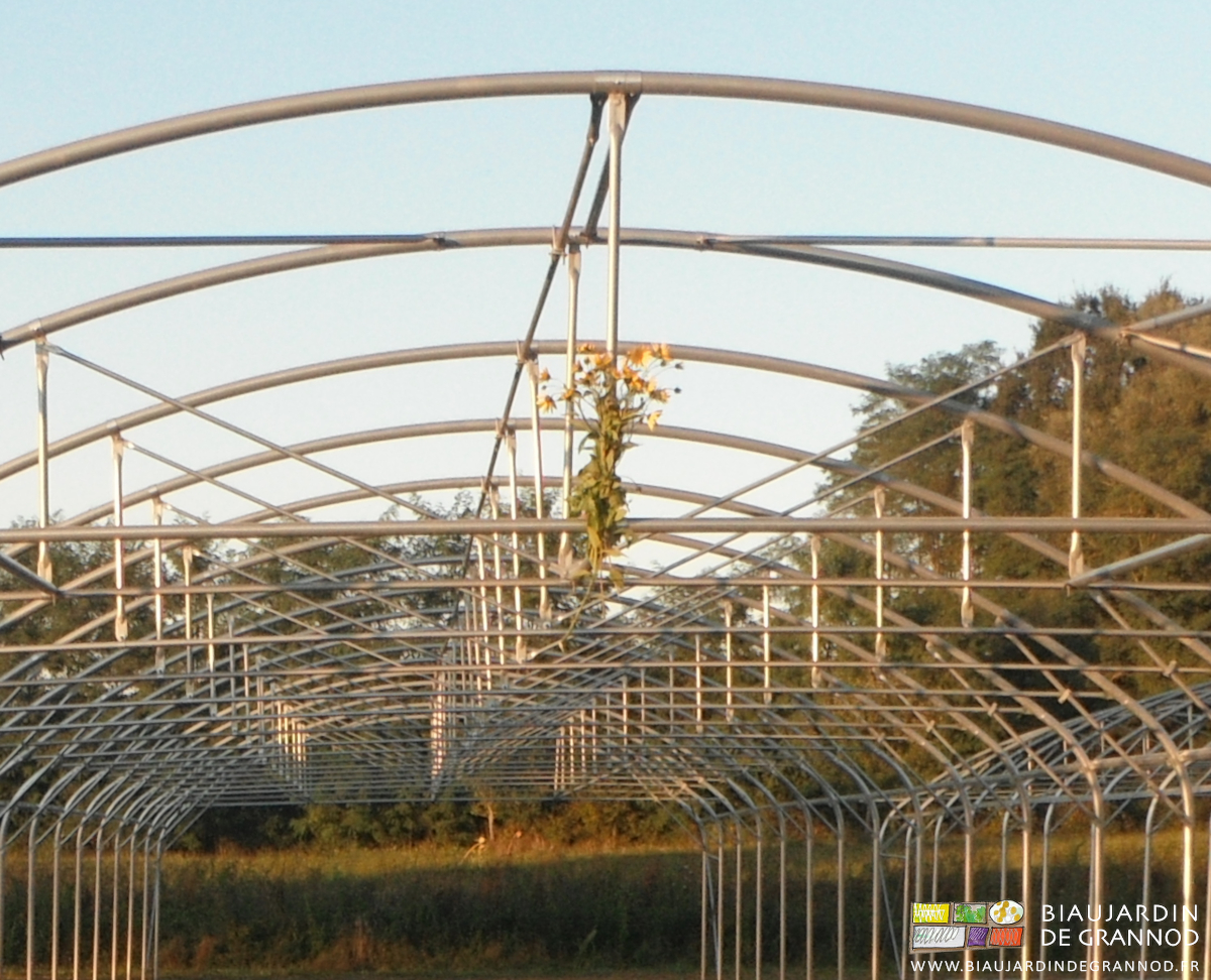 photo du bouquet de topinambour en fleur accroché au faîtage