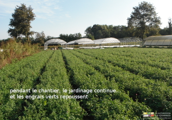 photo des tunnels en cours de montage derrière une bal engrais vert pluriannuel