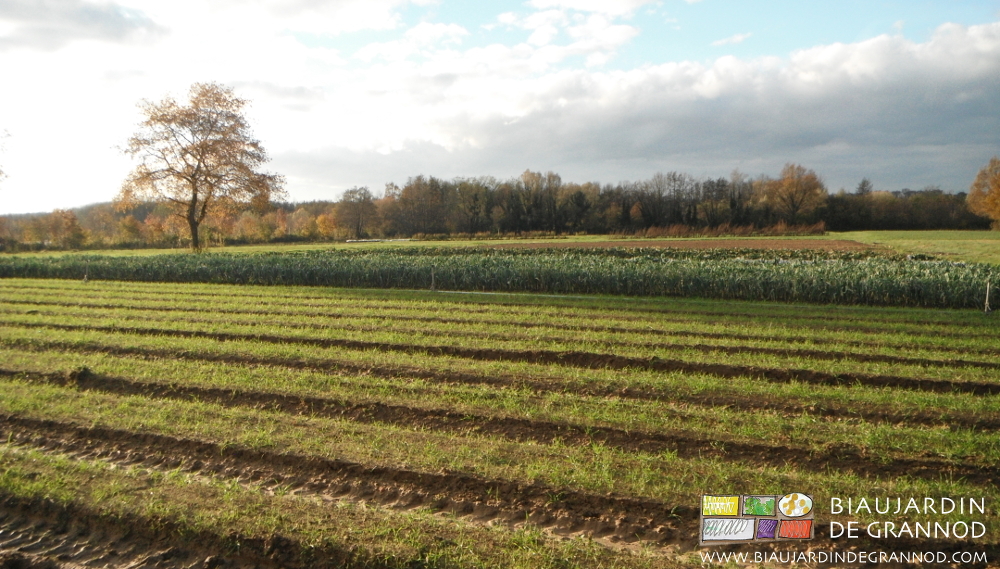 vue d'ensemble du jardin par fin d'après-midi ensoleillée