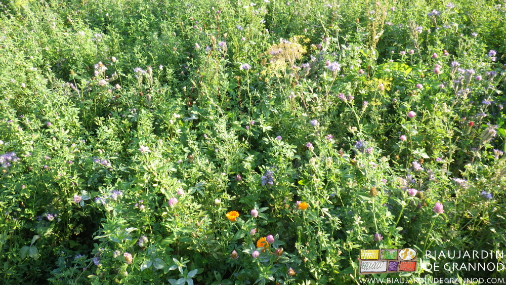 photo d'engrais vert à base de luzerne en fleur
