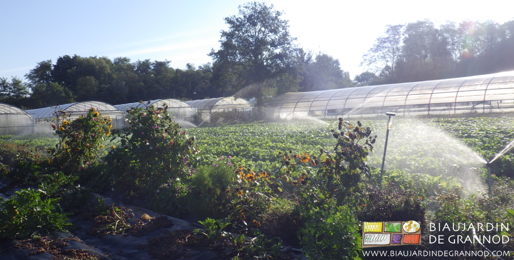photo d'une bande fleurie protégeant les légumes d'un carré en cours d'arrosage
