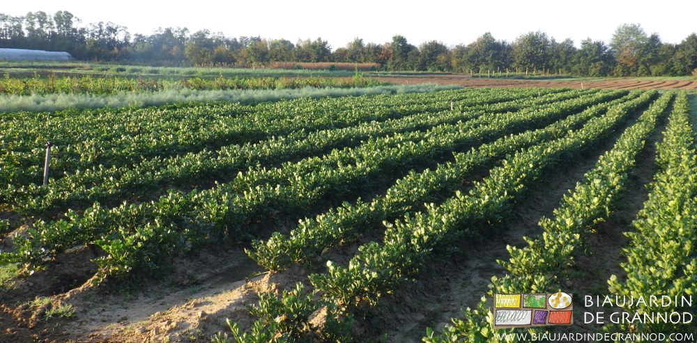 photo du carré de céleri à la peine