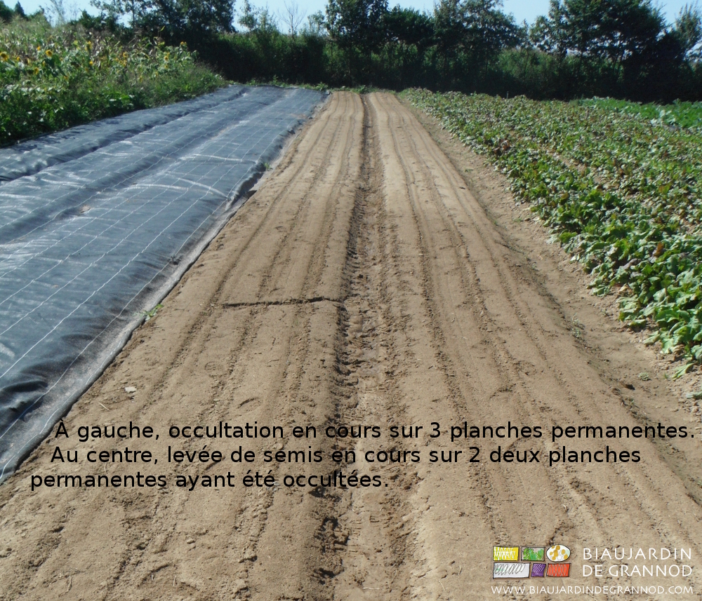 photo de planches semées occultées à coté de planche levées après occultation