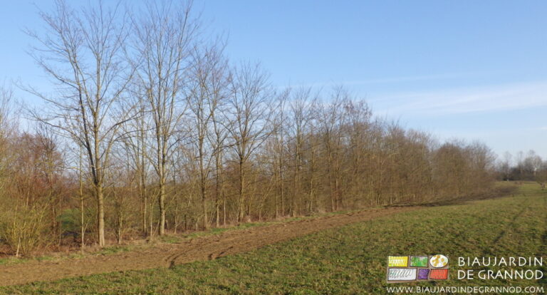 photo au soleil de la partie travaillée comparativement encore très bien garnie