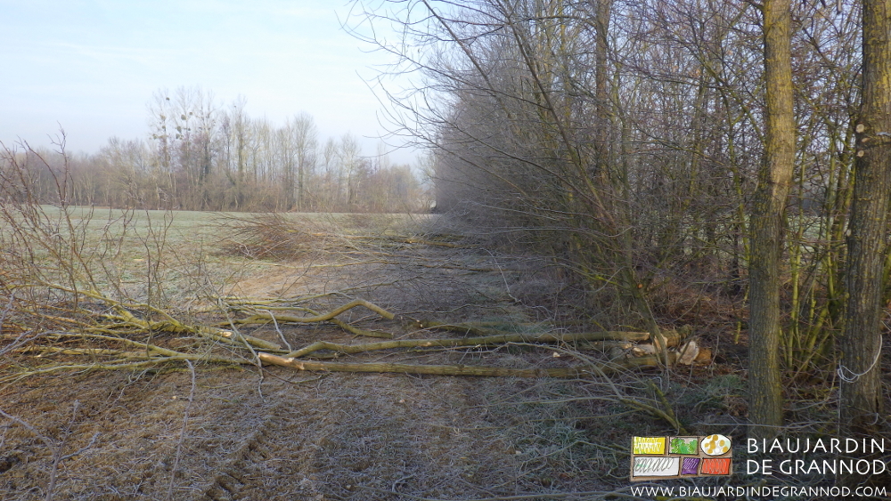 photo du travail quelques arbres coupés et quelques arbres marqués pour l'avenir