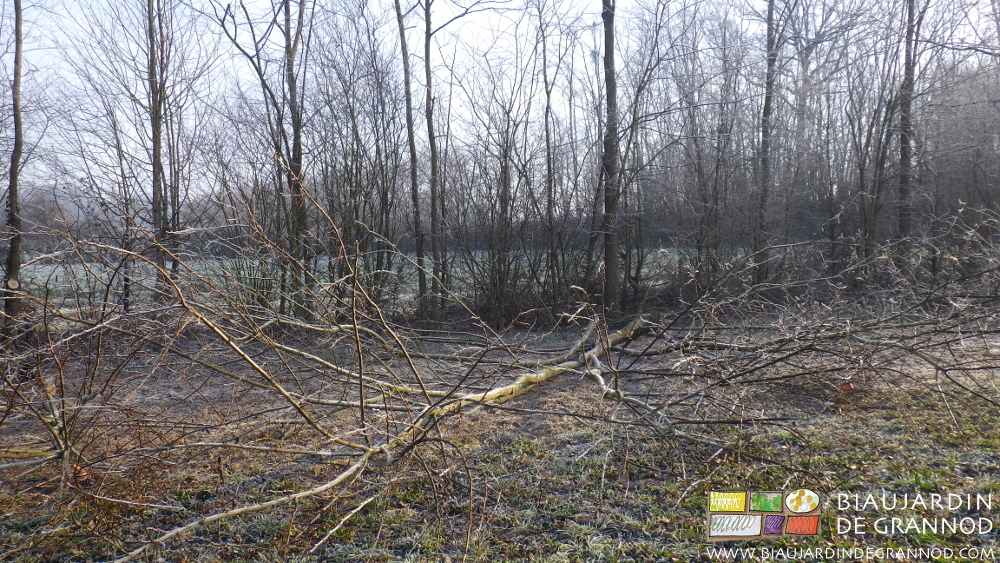 vue d'ensemble du travail en cours sans créer de trous dans la haie