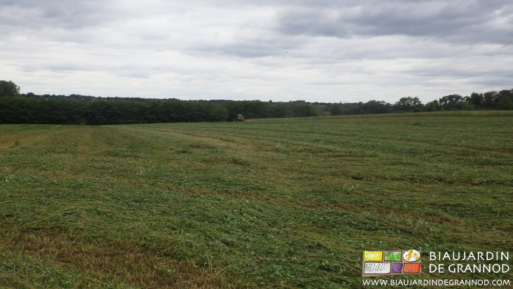 photo d'engrais vert pluriannuel en cours de fauchage