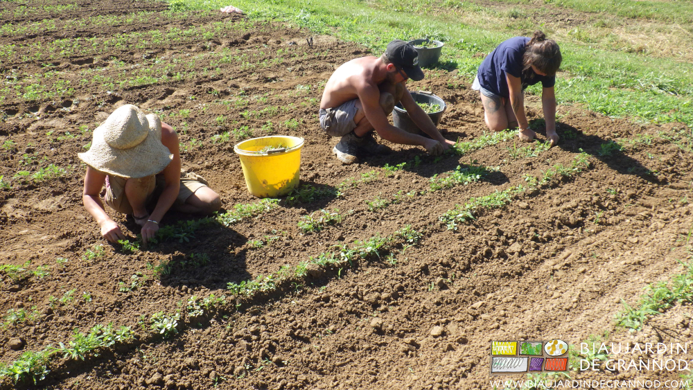photo de l'équipe accroupie avec seau et couteau dans le carré de carotte
