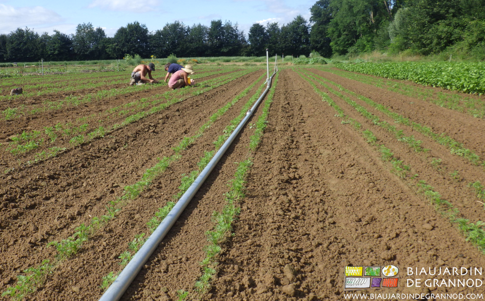 photo de l'équipe au désherbage manuel