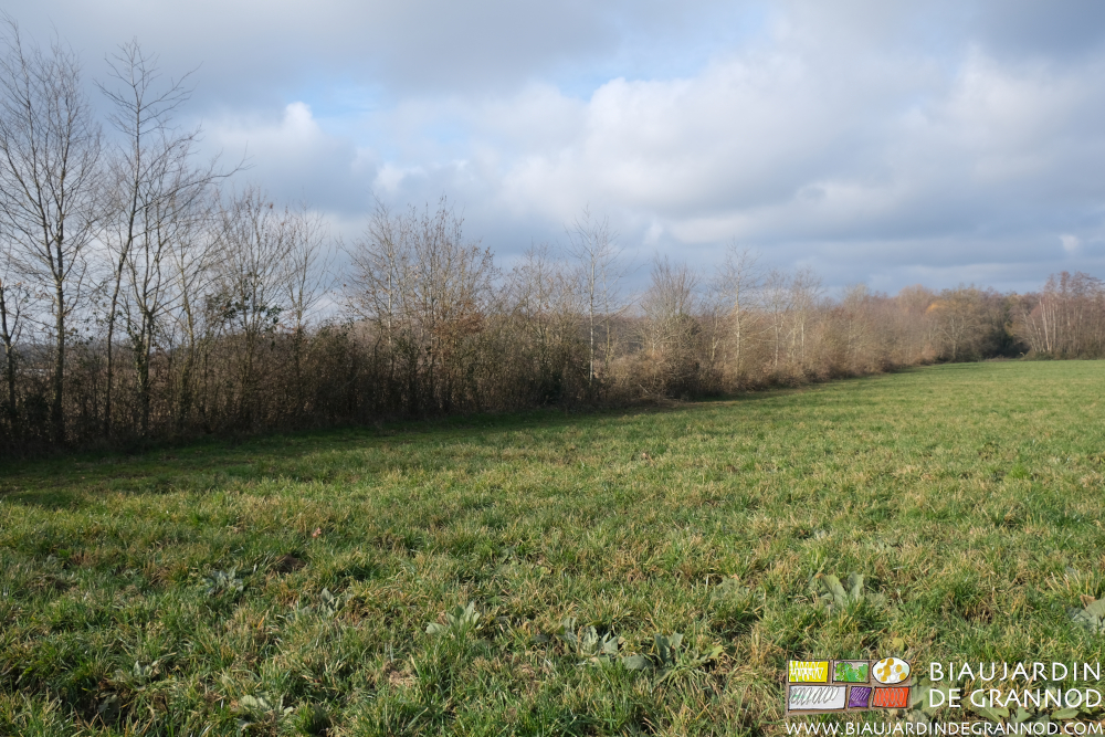 agréable vue ensoleillée de la haie bocagère du jardin après sa taille d'entretien