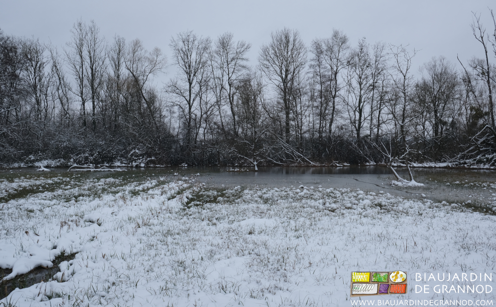 photo de pré enneigé et inondé par la Seille
