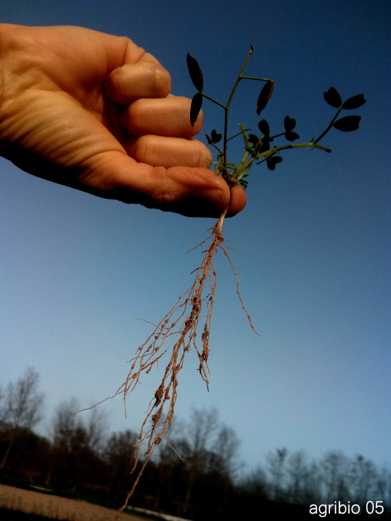 photo de vesce arrachée et racines netoiyées de terre pour montrer leurs nodosités