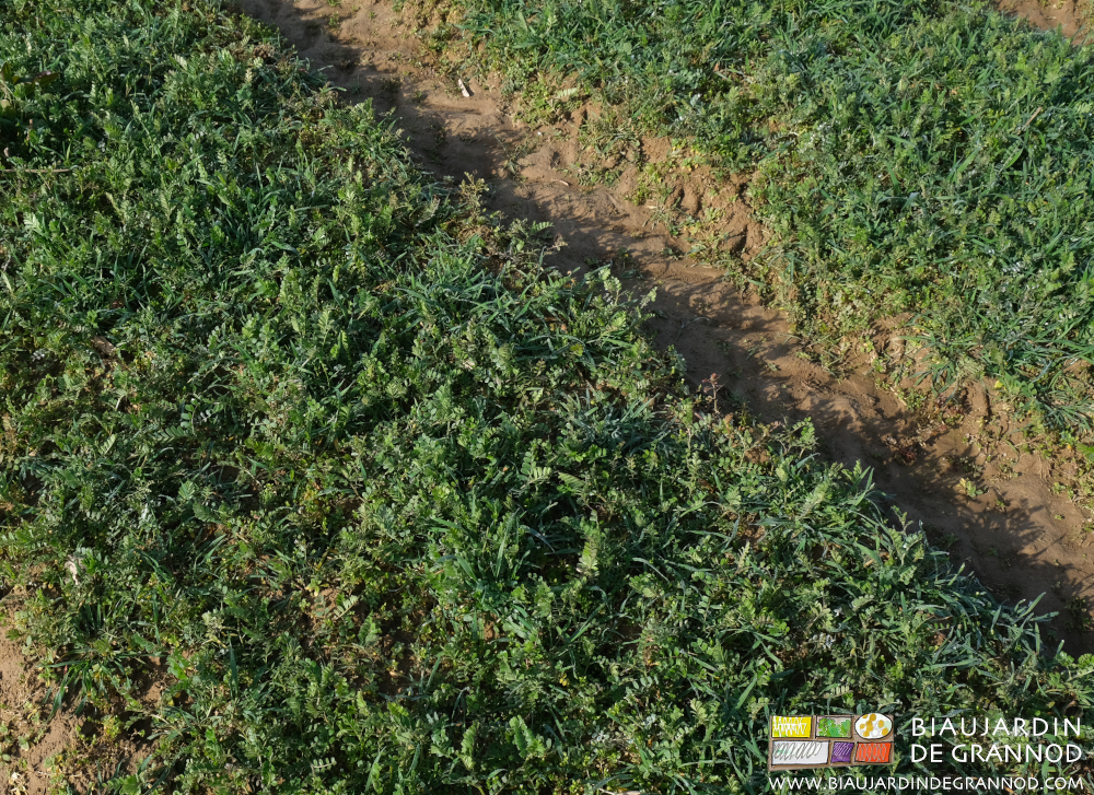 photo proche de l'engrais vert en place sur planches permanentes