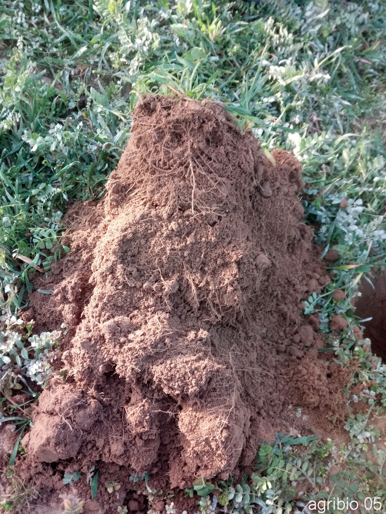 photo de la motte de terre ameublie par les racines de l'engrais vert