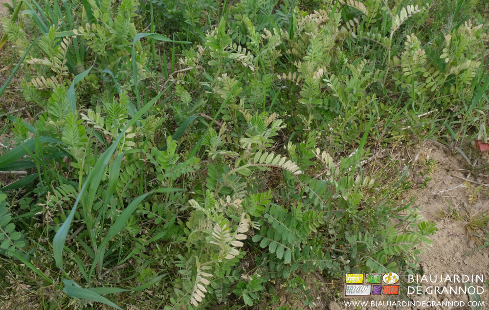 photo de feuilles et tiges d'engrais vert tout jaunes de stress