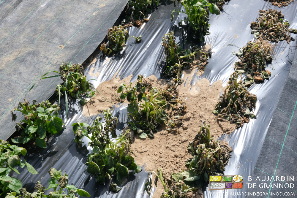 photo de tiges et feuilles de pmomme de terre pas complètement gelées