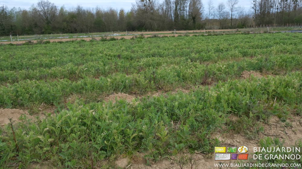 photo d'un carré en engrais vert 