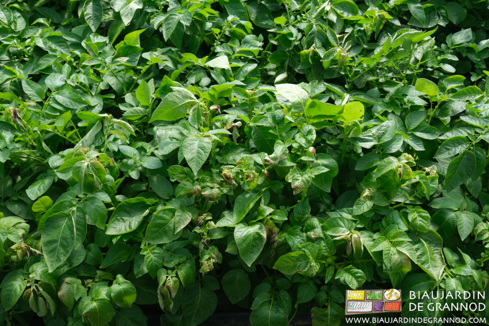 photo de bordure des feuilles de pomme de terre seules gelées sous tunnel 