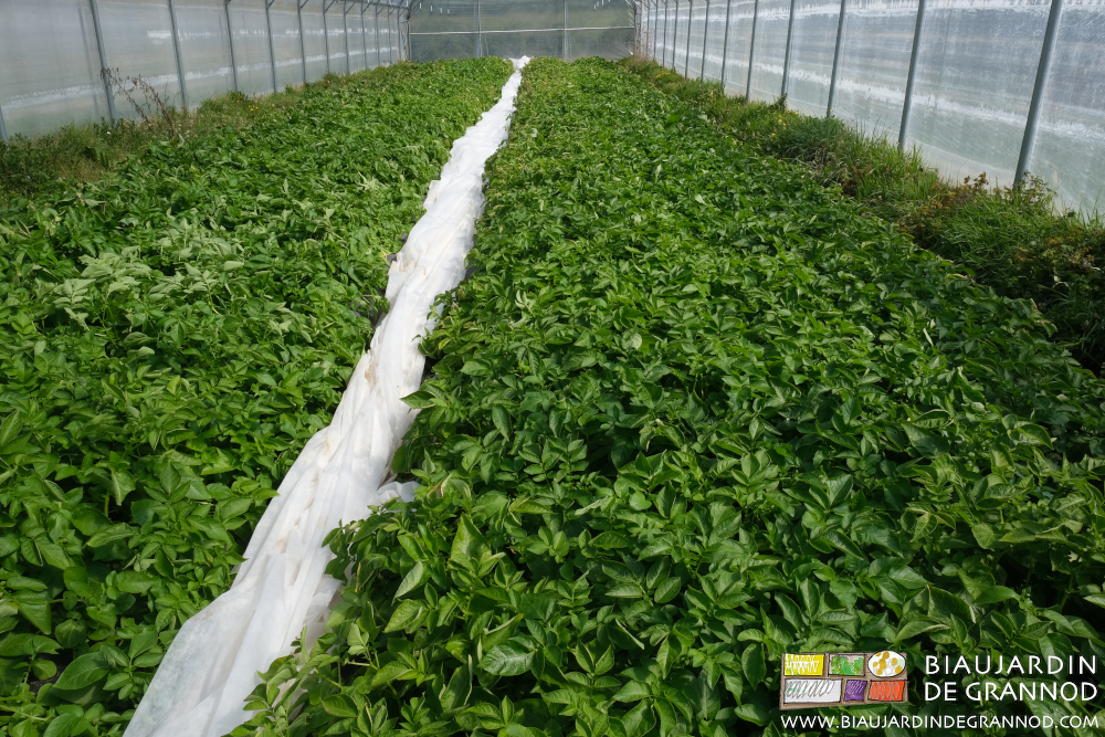 vue d'ensemble du tunnel le voile de protection ôté pour favoriser l'aération