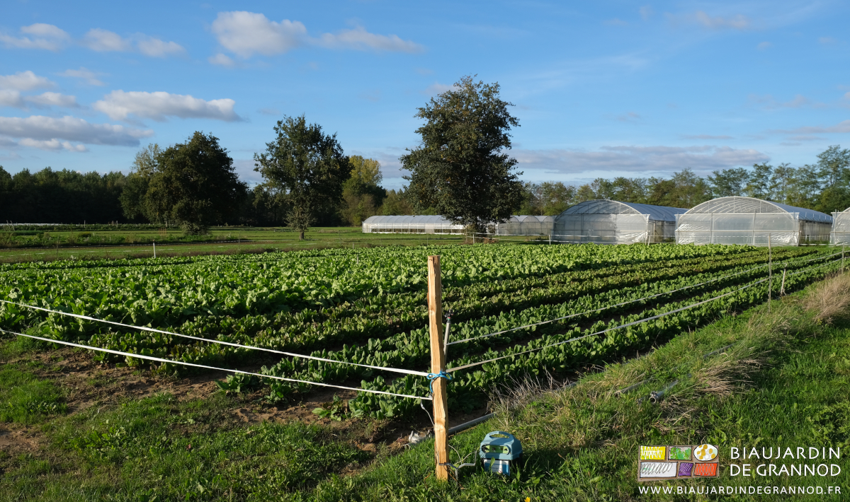photo de la cloture électrique renforcée de piquets d'acacias pour empêcher les chevreuils de manger la chicorée