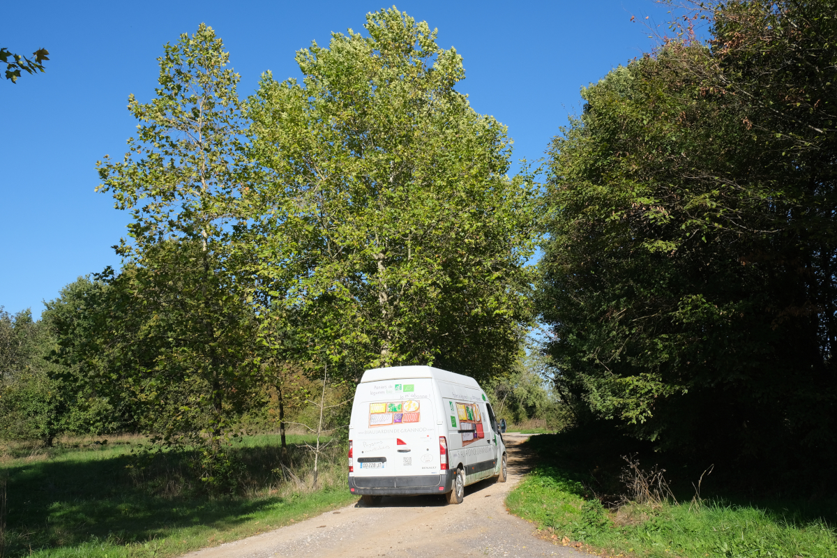 photo sous ciel bleu et soleil du fourgondans notre allée de platanes, réables, et autres feuillus
