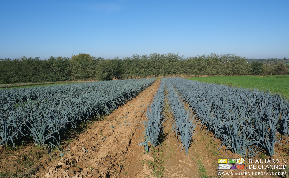 photo sous soleil et ciel bleu du carré de poireau une planche récoltée