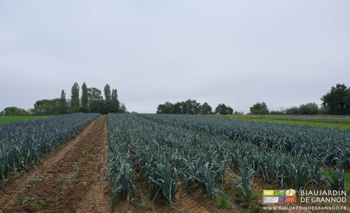 triste photo de planche de poireau récoltée sous la brouillard