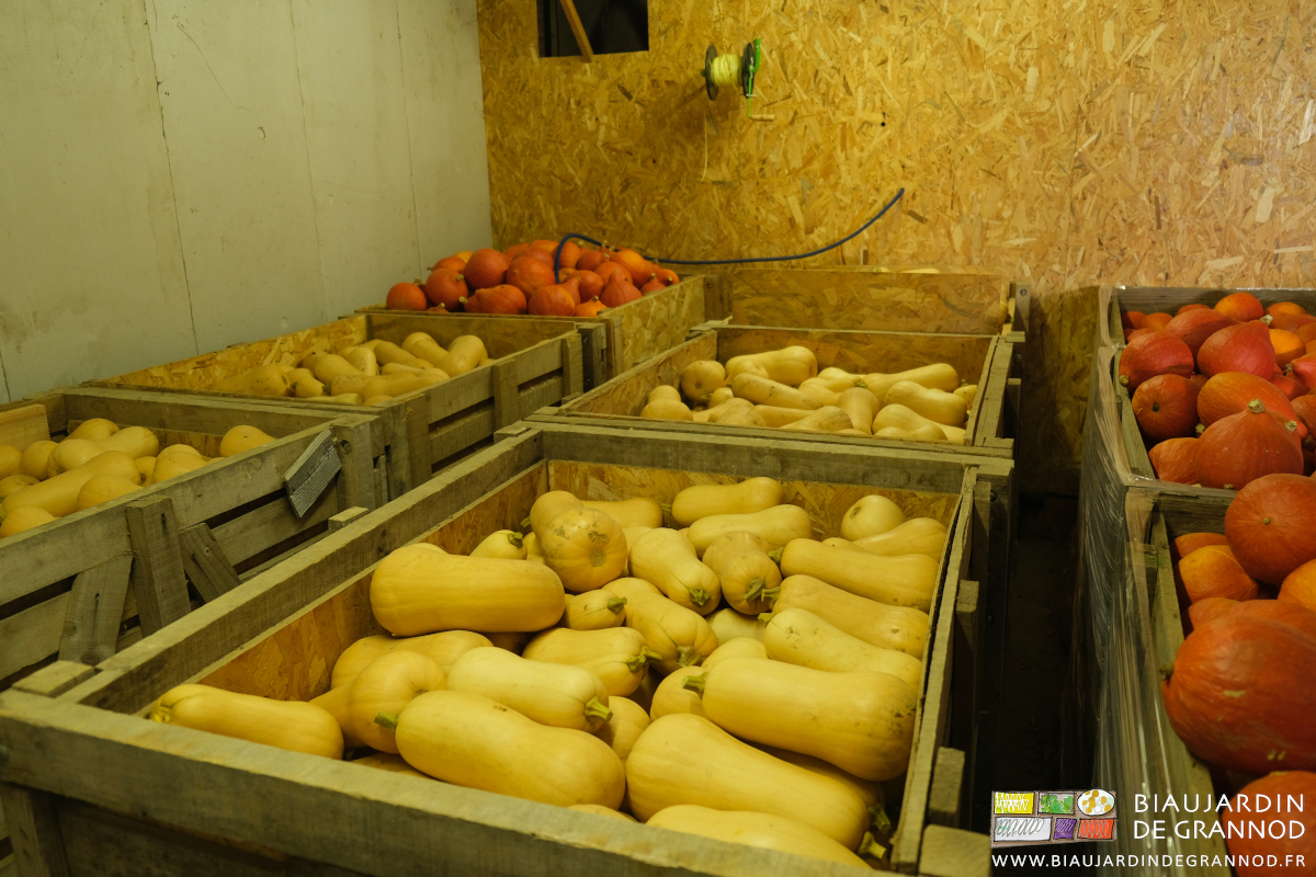 photo des palox de courge dans leur local de conservation