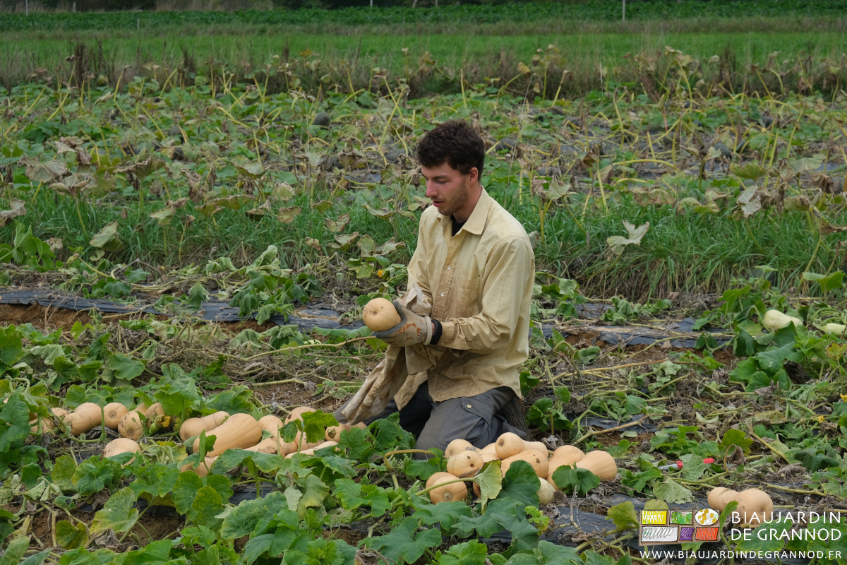 photo du nettoyage au chiffon des butterbnut mouillées de brouillard
