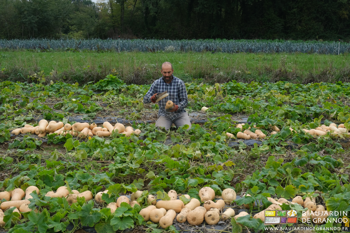 photo du brossage de chaque courge terreuse