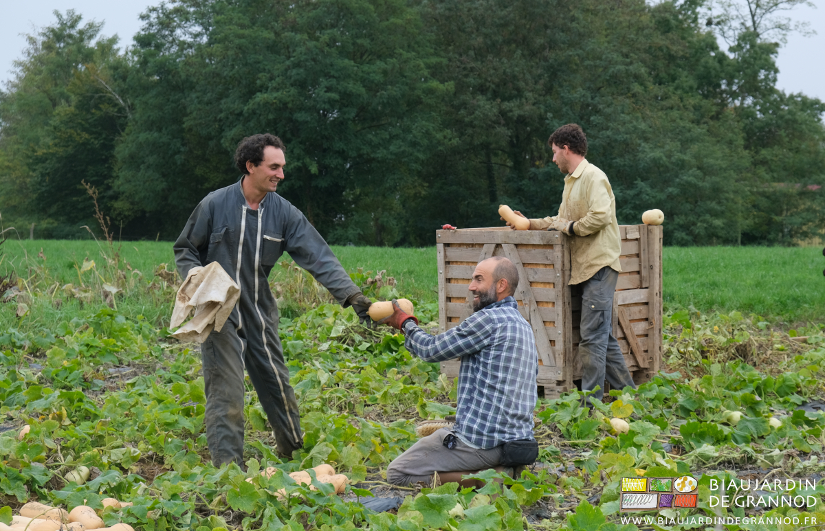 photo de l'équipe qui prend, nettoie et range les courges butternut par temps gris