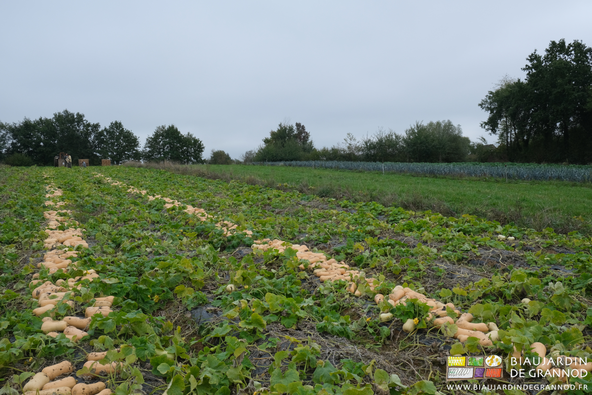 photo de l'alignement des butternut dans le carré de courge sous temps gris