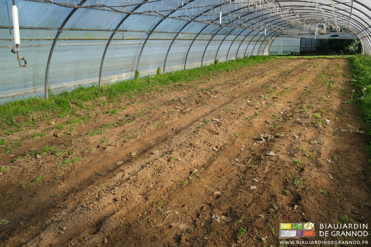 photo de tunnel après arrachage de concombre