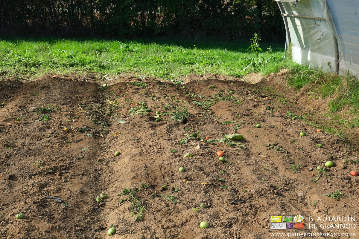 photo de tomate verte ou mûre sur lea terre d'un tunnel vidé de sa culture