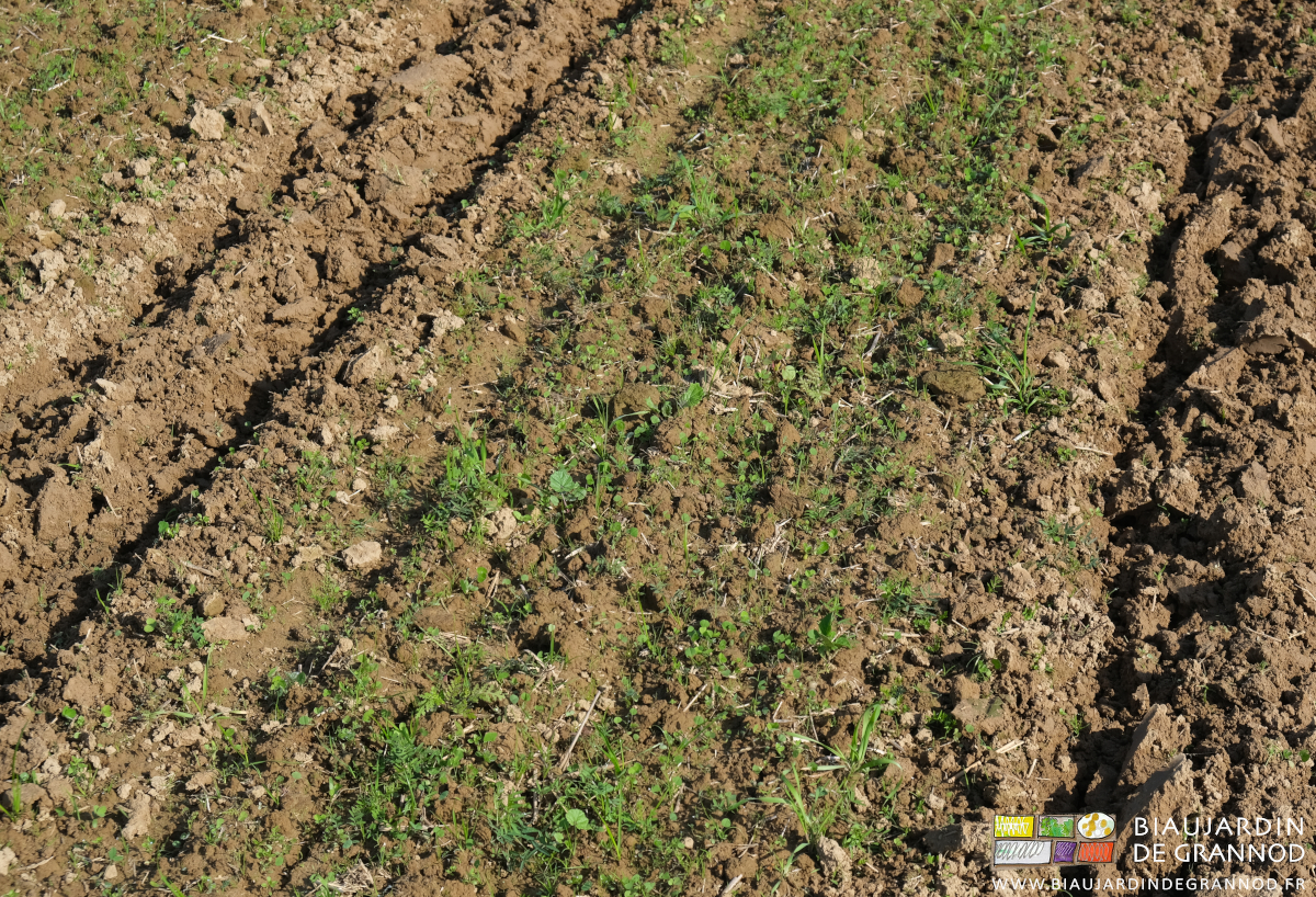 photo du mélange d'une trentaine de végétaux d'engrais vert pluriannuel
