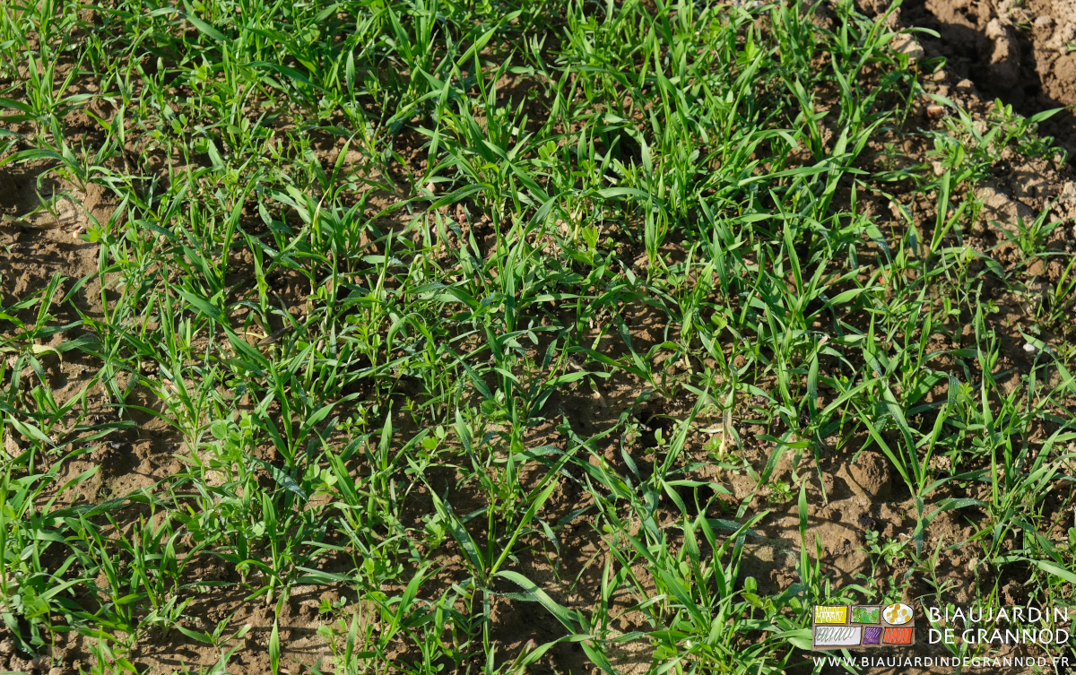 photo d'engrais vert à base de céréale hivernante bien installé