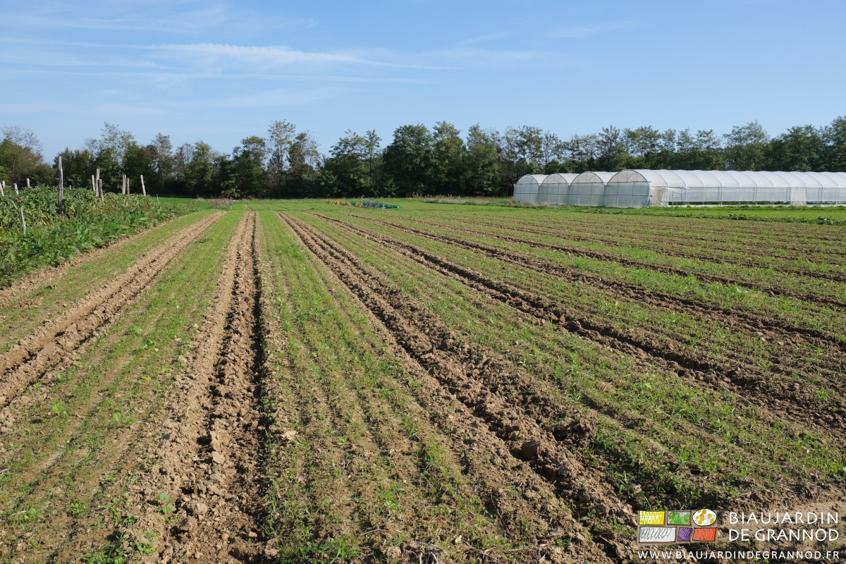 photo des allées bien binées entre les planches permanentes