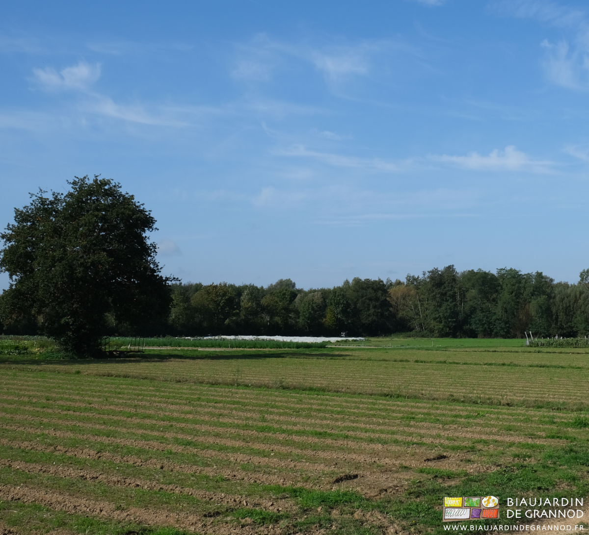photo d'ensemble des carrés en engrais vert et de nos haies