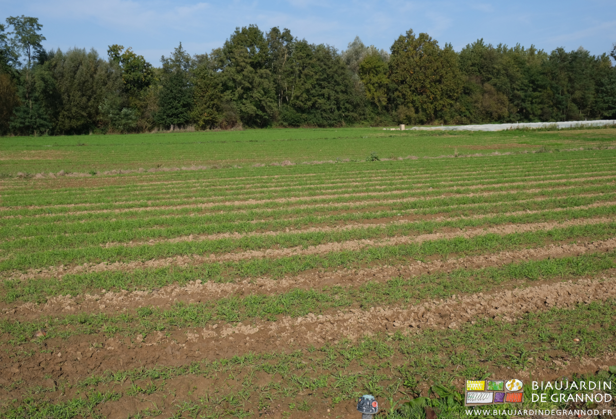 photo de carrés bien couverts de l'engrais vert