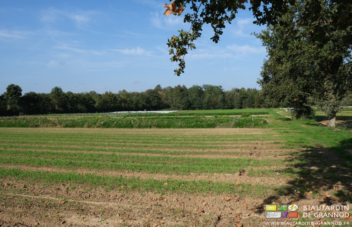 photo d'une des aprcelles du jardin dont l'engrais vert s'installe