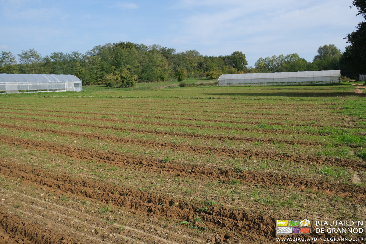 photo de carrés récemment semés en engrais vert pluriannuel