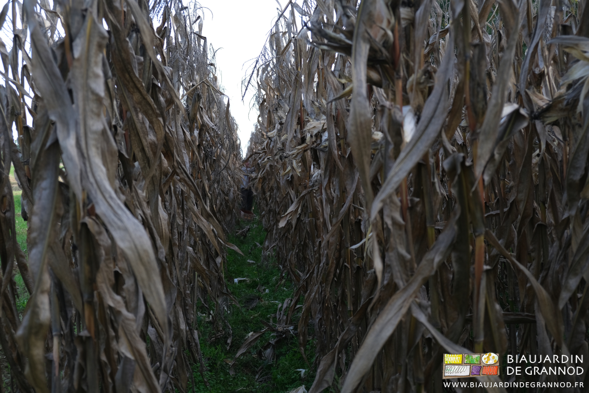 photo d'Ambroise qui disparaît entre deux rangs de maïs haut de 2 m 20 minimum
