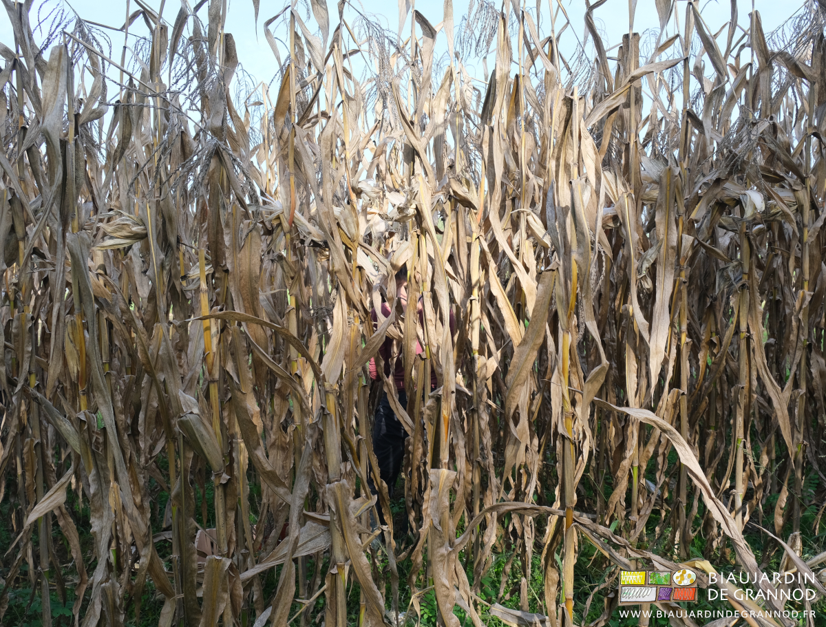 photo des maïs qui cachent quasi entièrement Émilie en récolte de pop corn